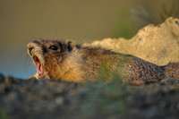 The Mighty Roar