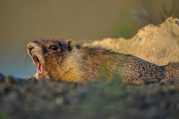 The Mighty Roar