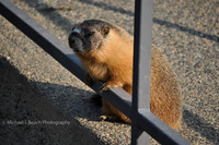 The Greeter