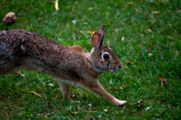 Walking On The Grass