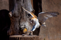 Stick The Landing