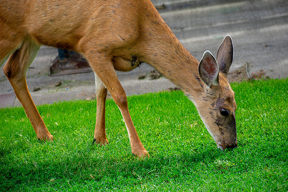 Grass Is Greener in the Park