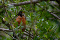 Hiding in the Branches