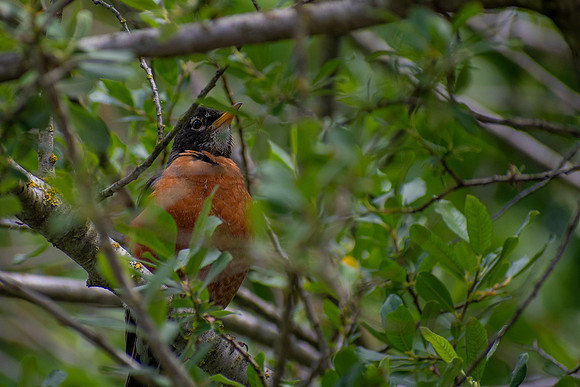 Hiding in the Branches