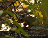 Behind the Leaves