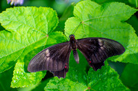Boomerang Black