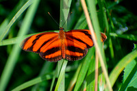 Tiger in Hiding