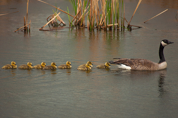 Swimming Line in the Rain