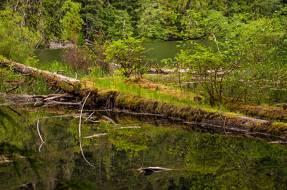 Growth On The Remains Of the Past
