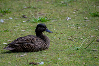 Duck of Mystery
