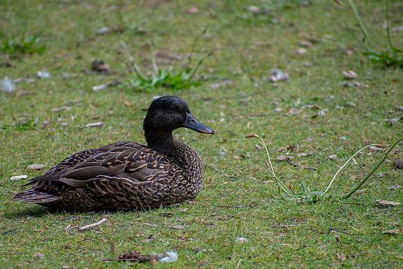 Duck of Mystery