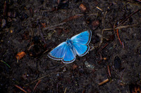 Shiny Blue in the Dirt