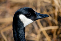 Just A Head
