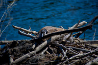 Canada Geese