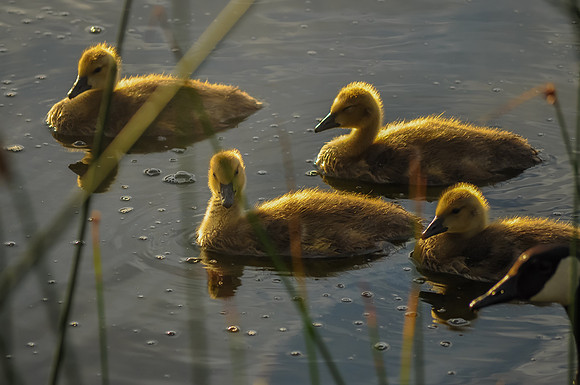 A Sunrise Swim