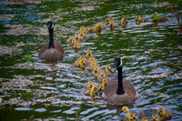 Family Outing
