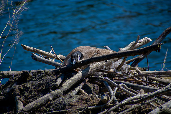 Nest On A Beaver Lodge