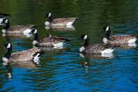 Gathering at the Pond