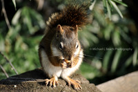 Found a Nut