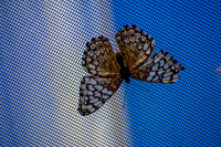 The Netting Above