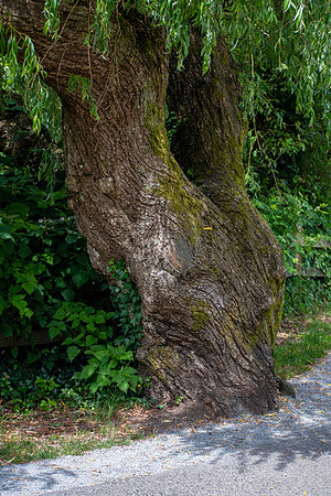 Strength and Twisted in Age