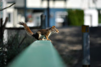 Down the Railing