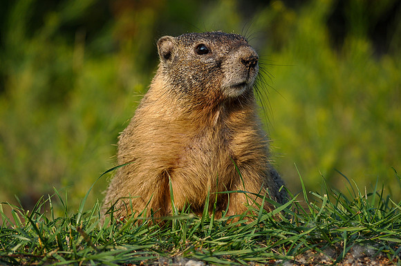 On The Lookout