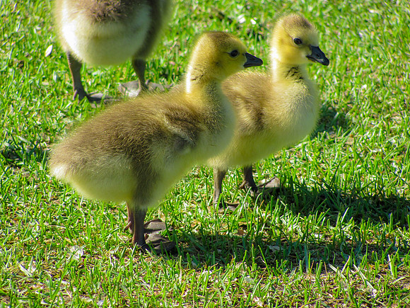 Siblings in the Park