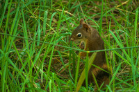 Explorer in the Grass